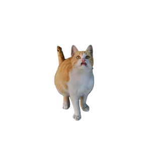 A Curious Ginger And White Cat Sits Outdoors On A Stone Patio, Looking Up Playfully. 17188 - Cat PNG image with transparent background